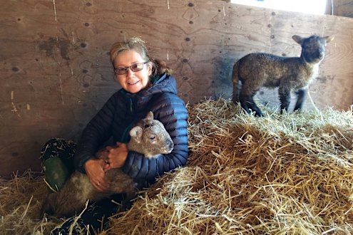 Temporary farmer: Jacqueline Lamb with two lambs at a hobby farm in Hampshire, England.