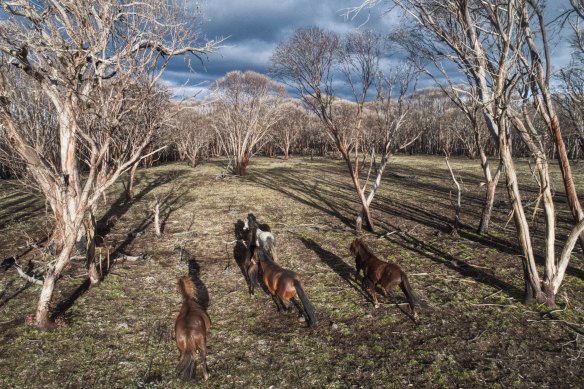 Running wild: feral horses on Long Plain in the Kosciusko National Park.