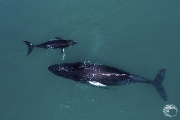 A humpback and her calf in Exmouth Gulf.