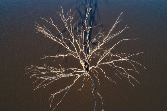 Narran Lakes near Brewarrina in north-west NSW has had its biggest inflow since 2013 but the area remains drought affected. 