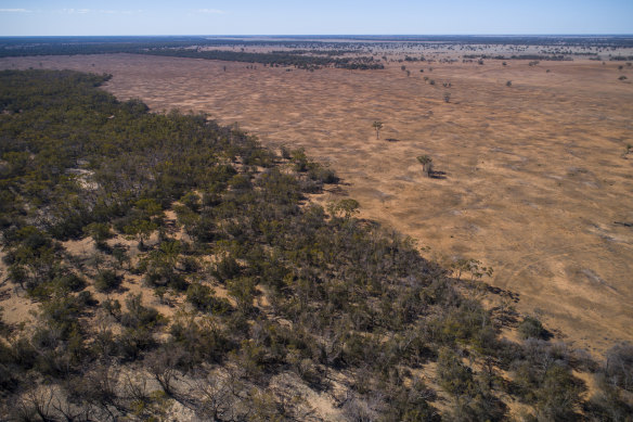 Farmland cleared north of Warren in north-western NSW. Clearing rates have accelerated since native vegetation rules were relaxed two years ago. 