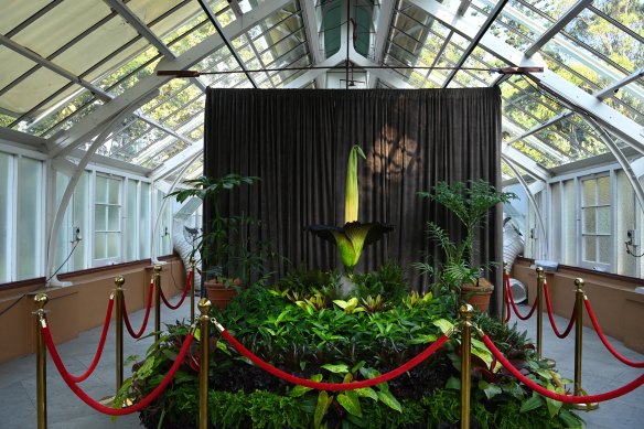 The blooming corpse flower nicknamed Putricia on display at the Royal Botanic Garden in Sydney. 