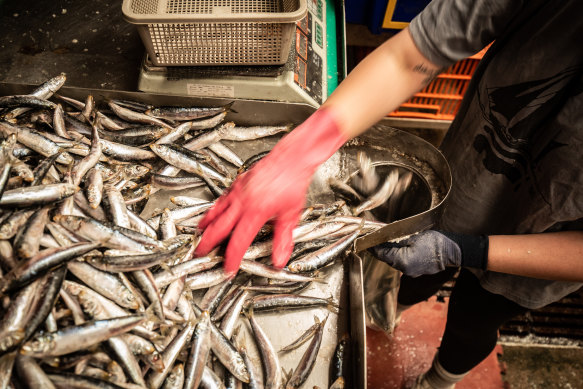 Phil McAdam’s sardines were sold by fishmongers and restaurants across Melbourne. 