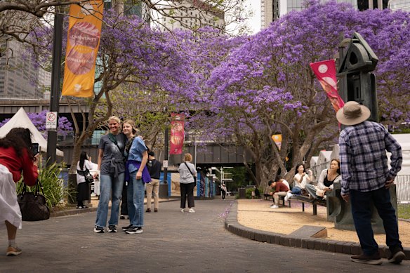 Tourists stop to admire the trees in bloom at Circular Quay. 