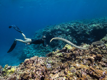 Dusky sea snakes are found only in a handful of reefs off the Kimberley coastline, including Scott Reef. They were listed as endangered in September.
