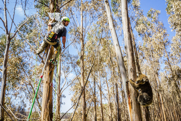 Kai Wild positions himself during the  rescue of a malnourished koala on Kangaroo Island.