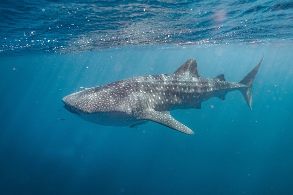 Gentle giant: A whaleshark at Ningaloo Reef.