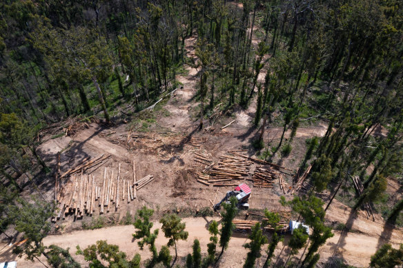Logging resumed in October in the South Brooman State Forest despite multiple breaches of conditions.