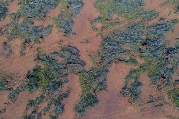 Trees that had been felled on property near Mount Hope in north-west NSW: the pace of land clearing in NSW has more than doubled in the past decade.