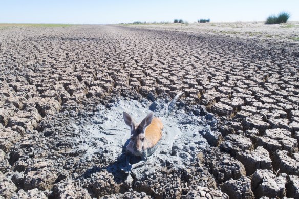 In January 2019, dead and dying kangaroos, goats and sheep were seen stuck in drying mud in the drainage canal of Lake Cawndilla, one of the four main lakes of the Menindee system that is now beginning to fill again.
