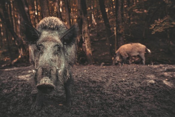Feral pigs dig for food with their snouts, releasing huge amounts of carbon trapped in the soil.