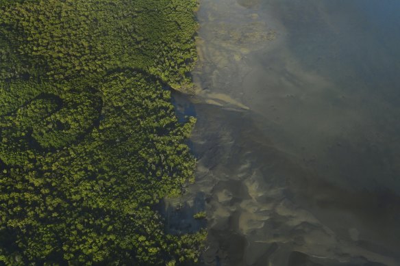 The slowing rate of the destruction of mangroves - which are critical carbon sinks - was hailed in the Living Planet Report as a “win-win-win” for biodiversity, people and climate change.