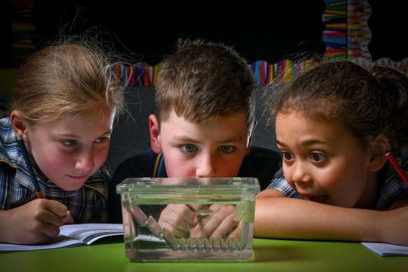 Students Abigail, Lucas and Lola observe their zebrafish as part of the BioEYES program run by Monash University.