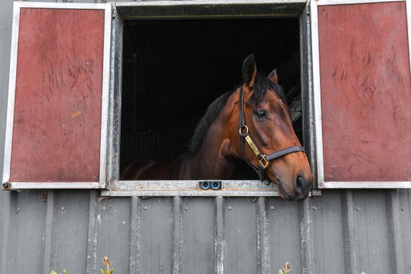 Young Werther, pictured at Barwon Heads, is out of the Melbourne Cup after failing a CT scanner test.