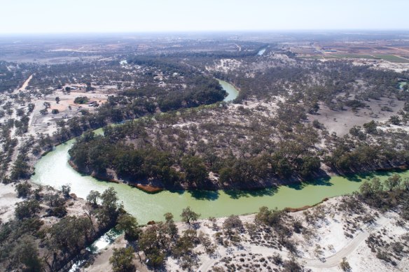 The Darling River near Menindee has been hit by cyanobacterial blooms several times in recent years, including a large outbreak in September 2019.