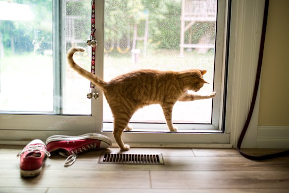 Can cats sense cancer, or even bad news, and be overcome by the need to flee?