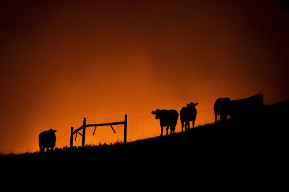 Cows stand on a ridge as the Kincade Fire approaches in unincorporated Sonoma County, California