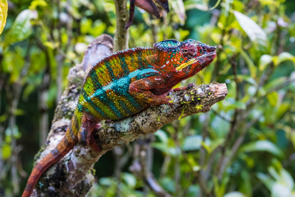Chameleon in the primeval forests of  Andasibe National Park, Eastern Madagascar.