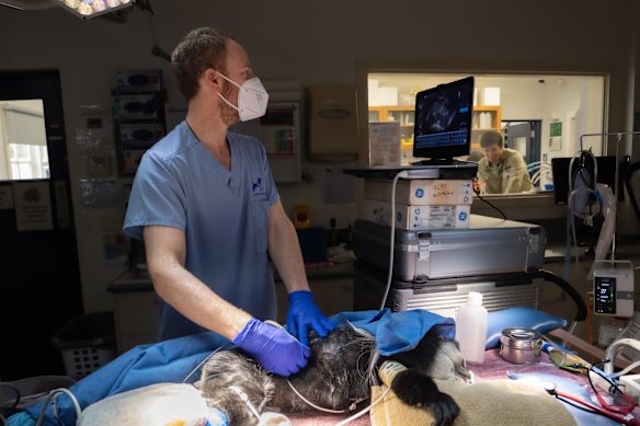 Emergency staff are on hand when animals like Charlie, an Eastern black-and-white Colobus monkey, have medical procedures.