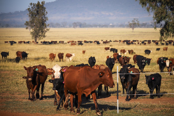 When Australia’s beef exports to China dived, the US beef export market with China rose $US1.2 billion.