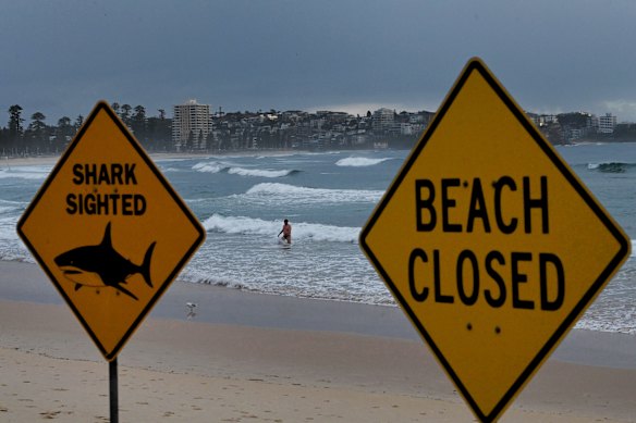 Os nadadores dão um breve mergulho na água na terça-feira em Manly Beach, onde placas alertam sobre o avistamento de tubarões e que a praia está fechada após o ataque de segunda-feira.