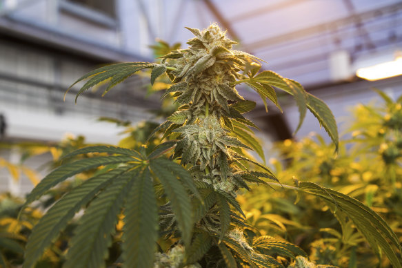 Licensed marijuana growers say the going price of cannabis and the tax levied by the state of California make it difficult to earn a living selling it legally only.
