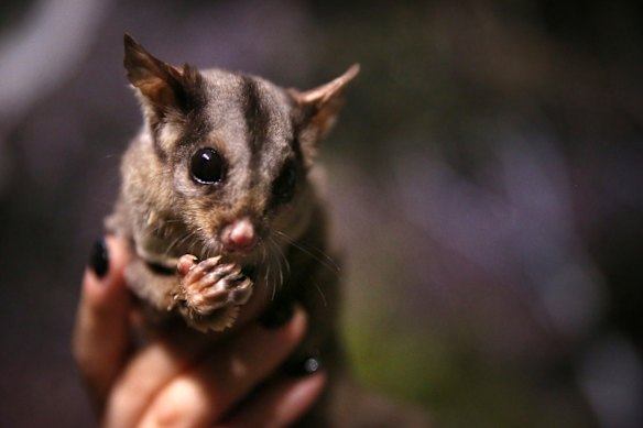 Conservationists fear Australian sugar gliders were taken from Darebin Parklands.