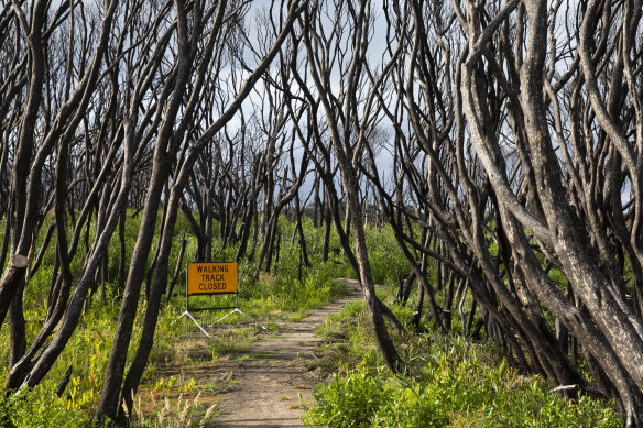 The Melaleuca walking trail at Bastion Point, Mallacoota.  