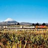 The Northern Explorer on track between Auckland and Wellington.
