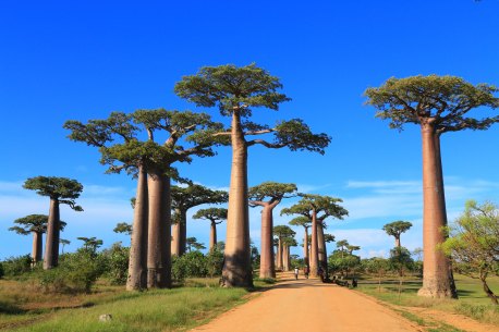 You’ll find boabs everywhere in Madagascar, but this avenue near Morondava is iconic.