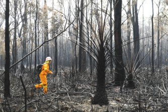 About 3000 hectares of high-quality koala habitat has been lost in the recent fires near Port Macquarie - and some areas are still burning. 