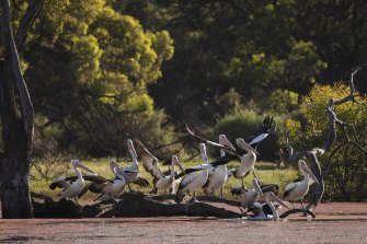 Changes to water and land management in Gayini have impacted bird populations.