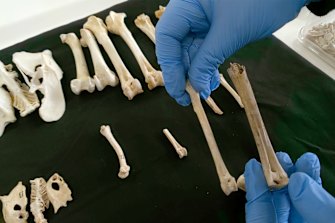 An undated photo provided by Jonathan Rees for Cardiff University shows a comparison of leg bones from an ancient chicken found in Weston Down, Britain, dated to the Middle Iron Age, left, and a modern chicken, right, radiocarbon dated to the 20th century. 