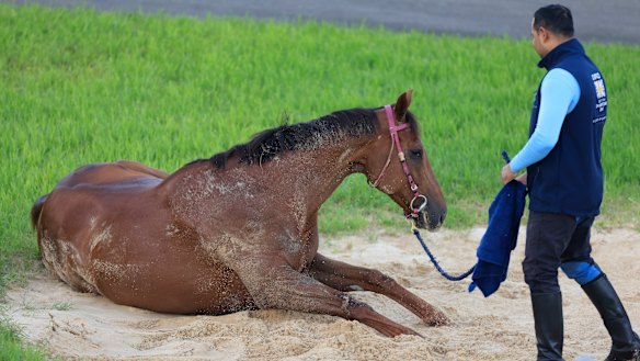 Strapper Safid Alam with Addeybb.