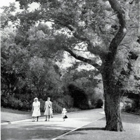 The original English elm planted in the Royal Botanic Gardens Melbourne in 1851 by Charles La Trobe, seen here in 1951. 