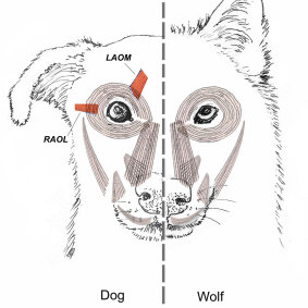 A new study suggests that over thousands of years of dog domestication, people preferred dogs that could pull off the ”puppy dog" eyes look.