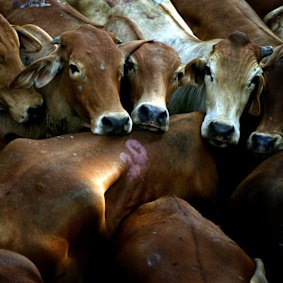 The federal government has lifted its longstanding de facto ban on US beef.