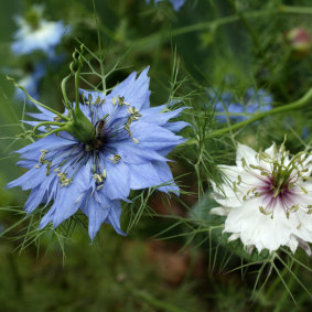Now is the time to sow annual flower seeds such as nigella.