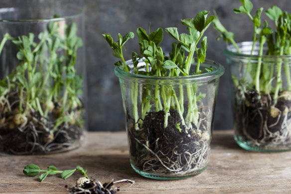 Now is a good time to grow microgreens in your kitchen