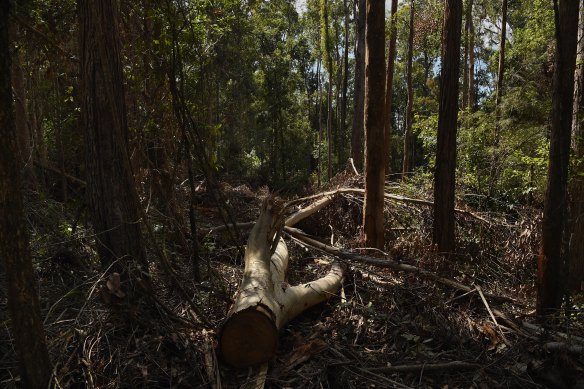 Logging in the Lower Bucca State Forest in northern NSW: the government said it 'noted' the recommendation for a Great Koala National Park.