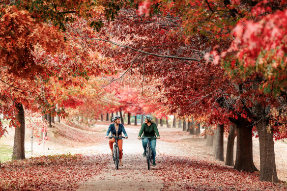 There’s an avenue of colour along the Murray to Mountains Rail Trail.