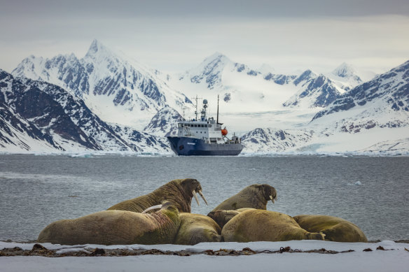 Walruses can be three metres long, weigh two tonnes and hold their breath for 40 minutes.