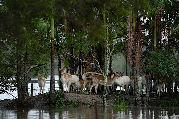 Deer belonging to Kerri-Ann Gimbert retreat to high ground in a paddock surrounded by floodwaters.