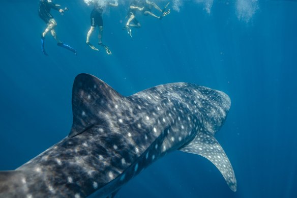 Diving with whale sharks at Ningaloo.