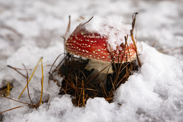 A toadstool dusted with snow at Shooters Hill in the Central West today.