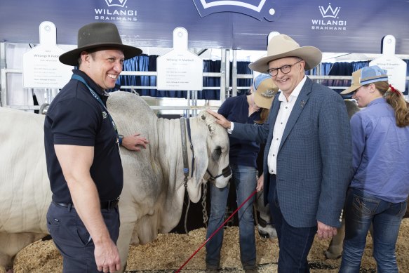 Queensland Premier Steven Miles and Prime Minister Anthony Albanese at beef week in Rockhampton this month.