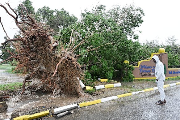 A fallen tree in St. Catherine, Jamaica.