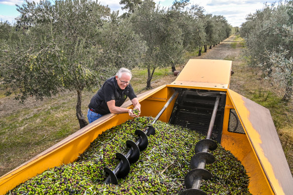 John Symington es un productor y exportador de aceitunas con varias explotaciones en Kialla East de Victoria.