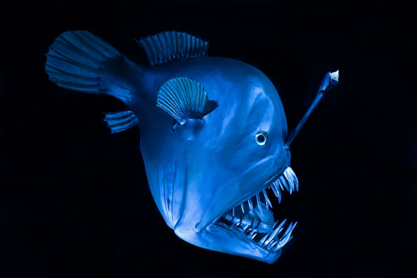 A humpback anglerfish deep in the Atlantic Ocean.