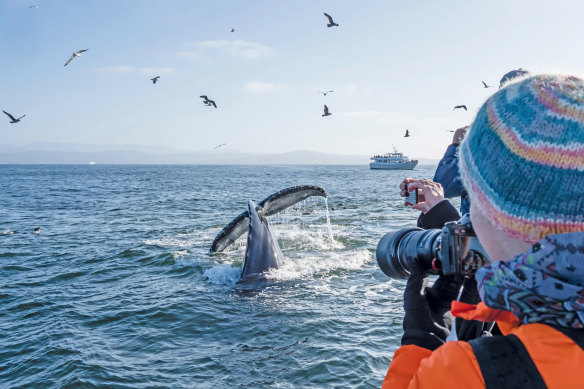 Monterey Bay National Marine Sanctuary, California.